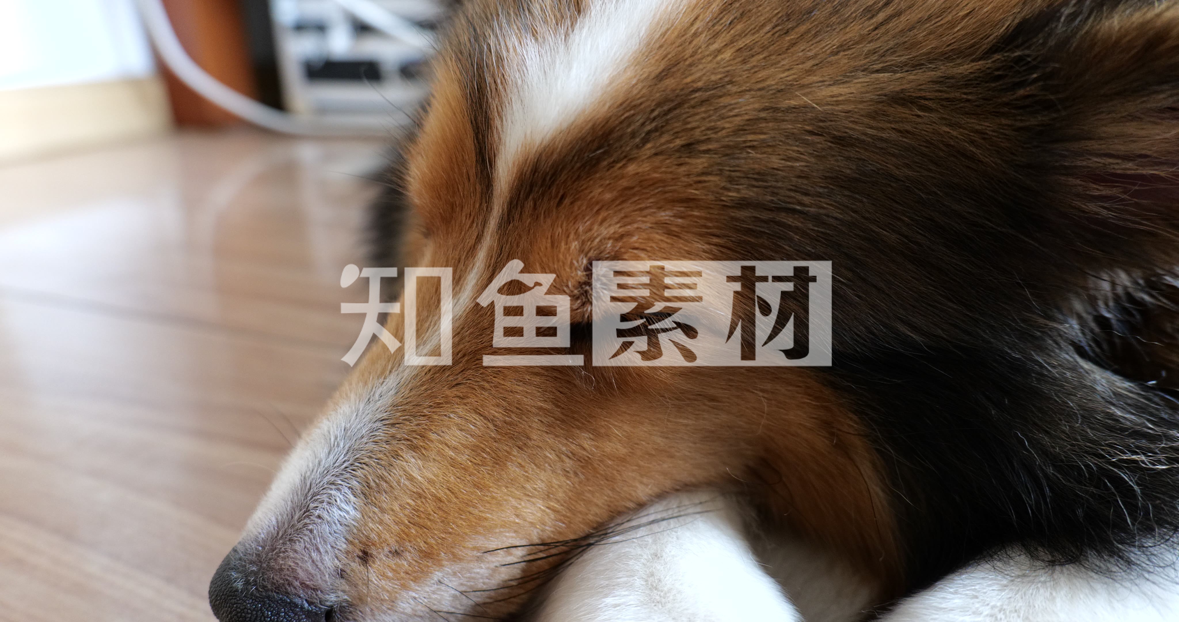 Free Images : puppy, cute, sleeping, peaceful, bulldog, vertebrate, dog ...