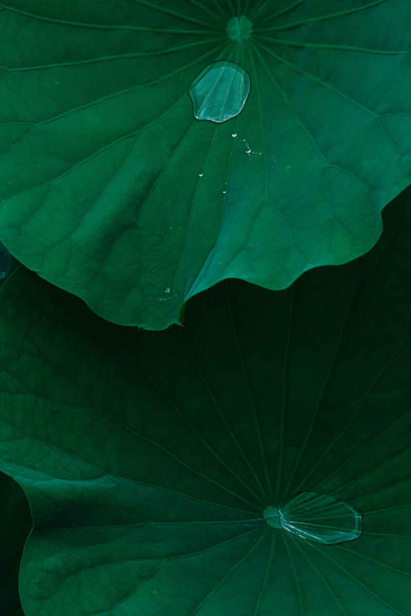 夏雨荷 9