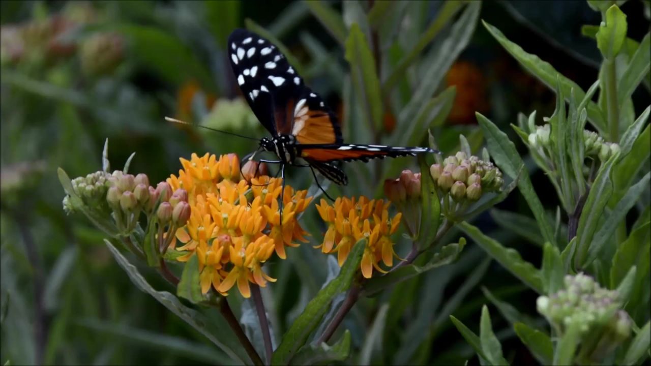 蝴蝶昆虫开花动物世界