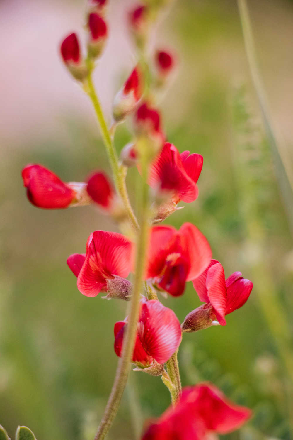 高原花草