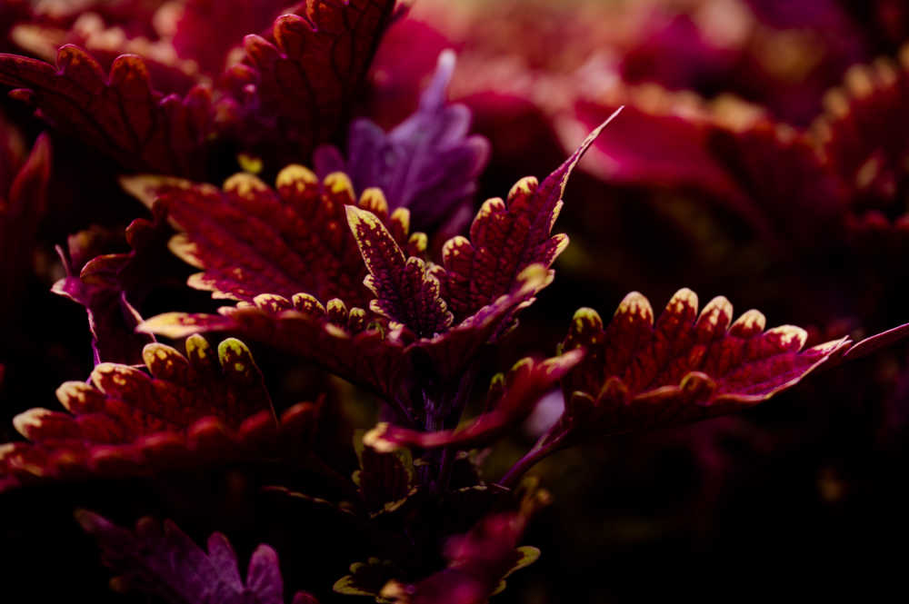 花丛