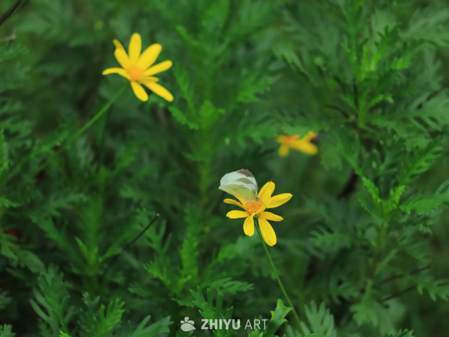 蝴蝶与黄花的和谐共舞