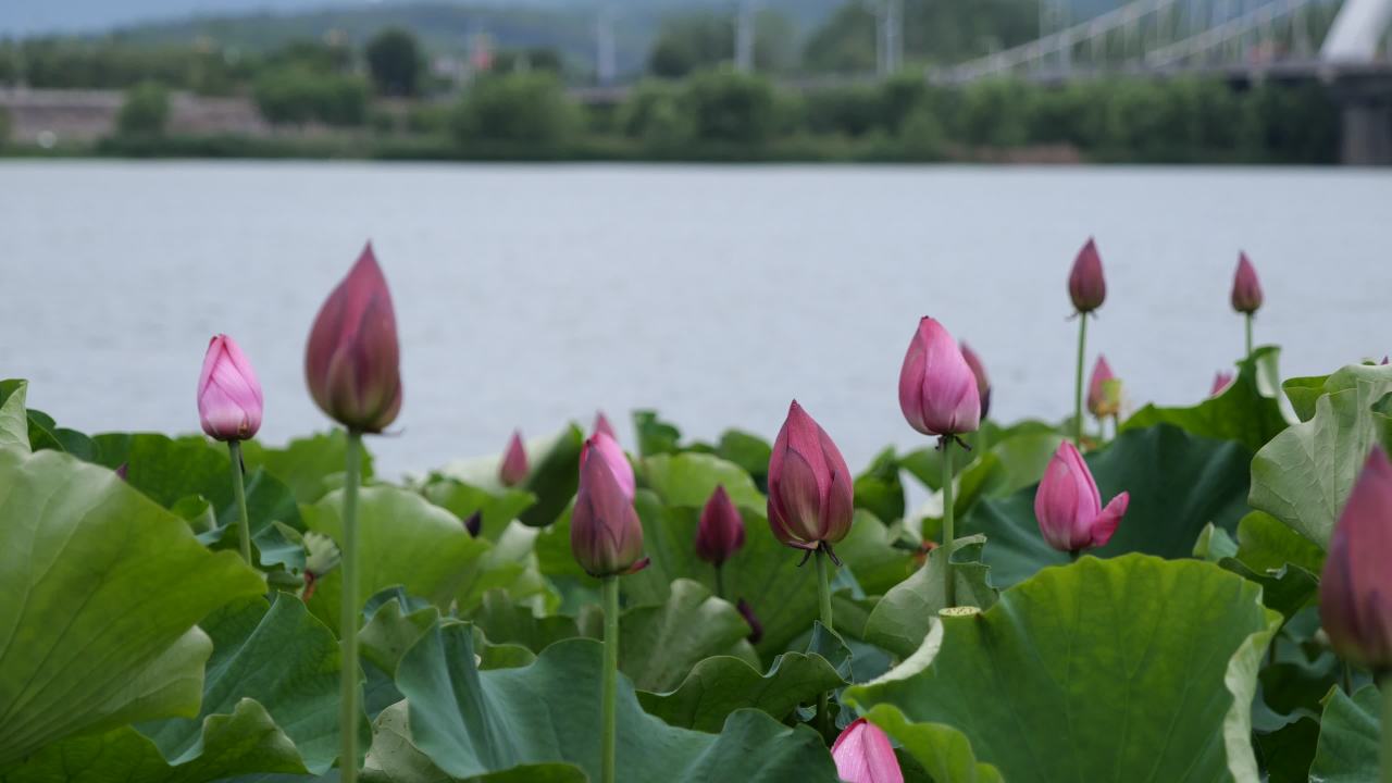 美丽的大桥 7