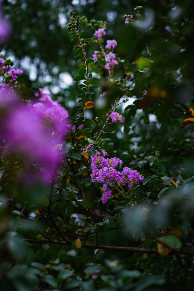 紫薇花 32