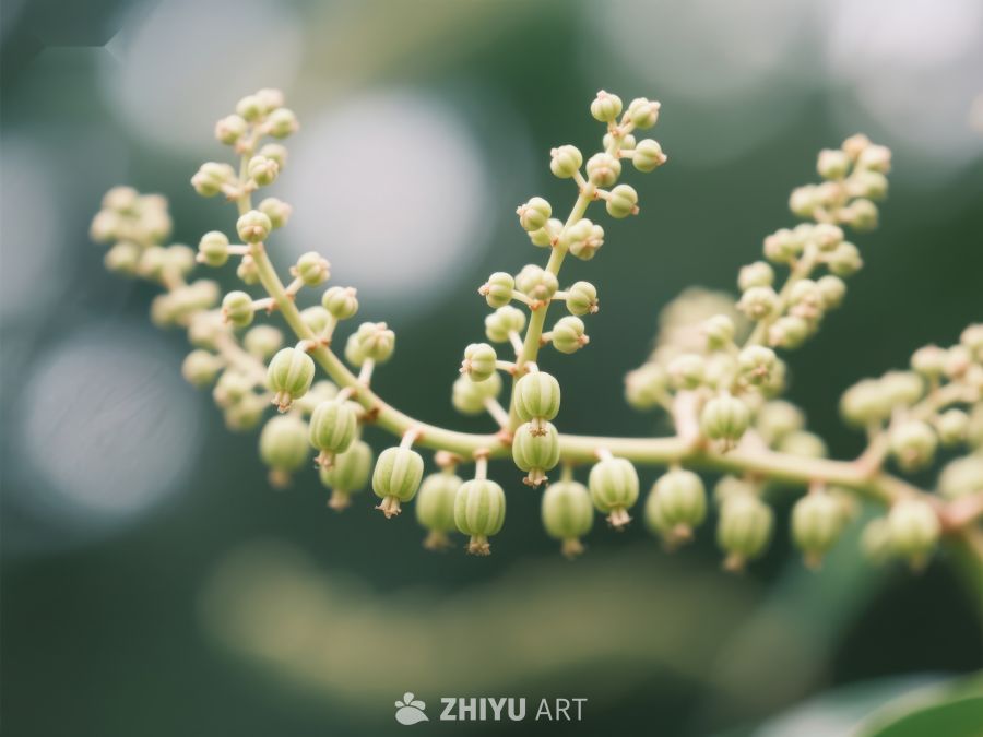 嫩绿果实枝头绽放 208