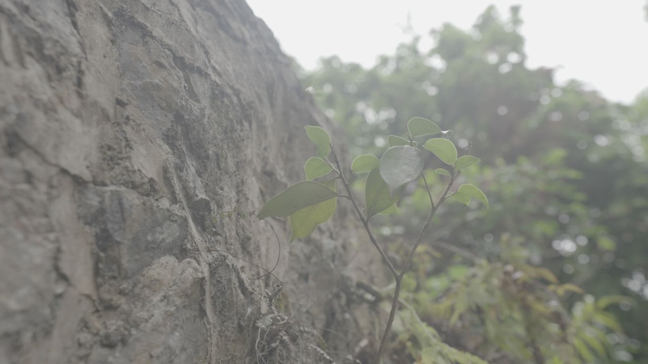 德天瀑布 5
