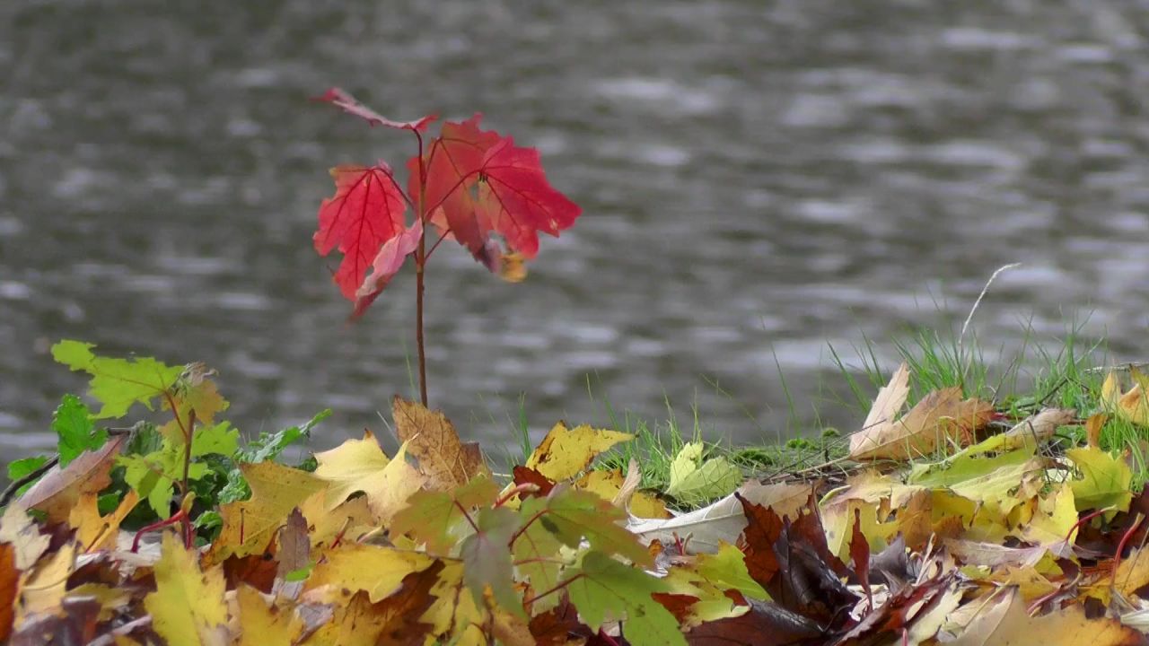 秋叶叶子水溪流