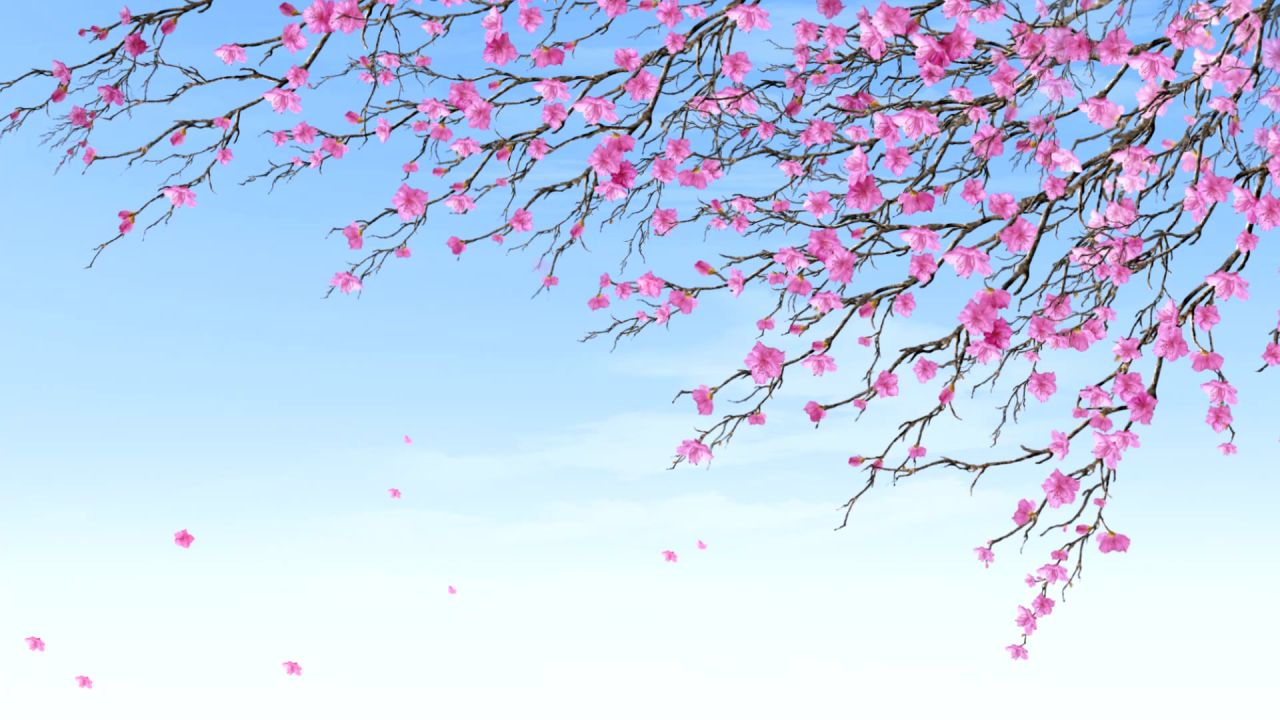 唯美桃花背景视频 22