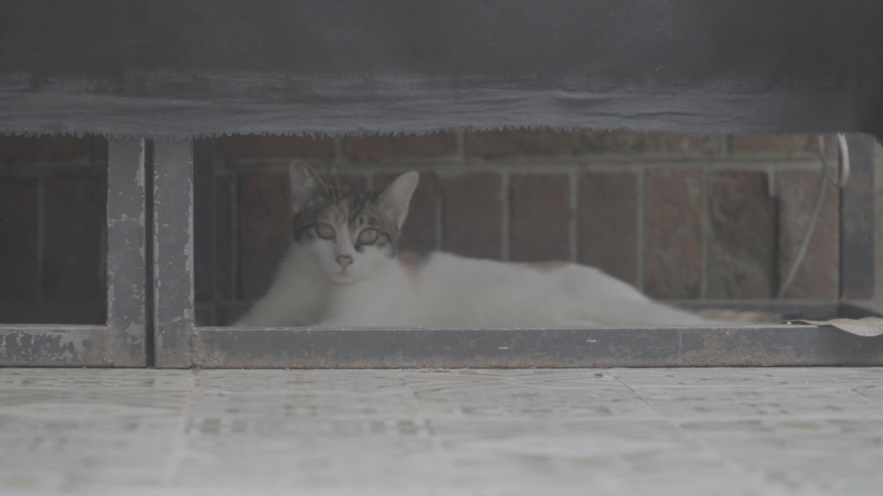 懒洋洋的猫