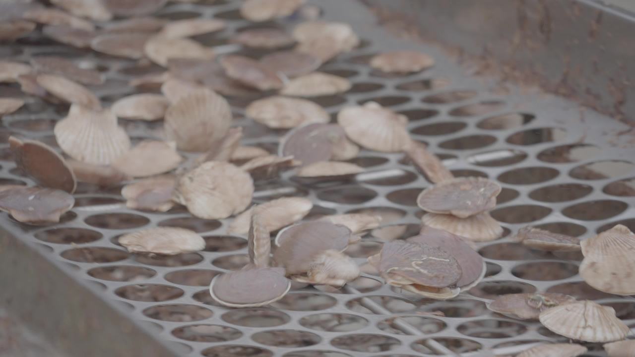 渔民扇贝分拣作业