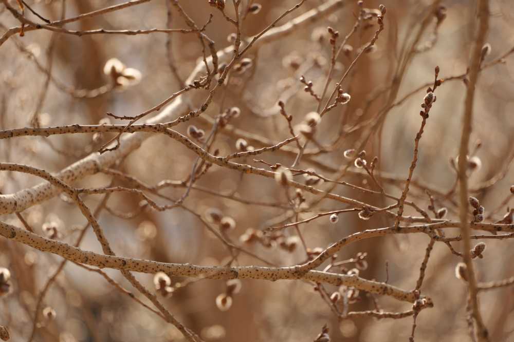 杨树花絮