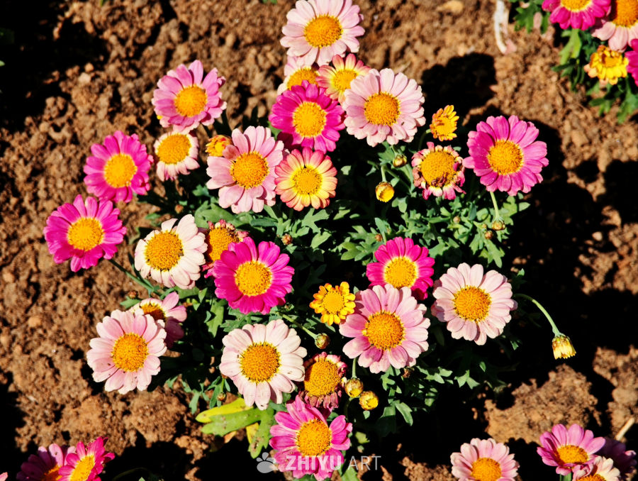 花团锦簇