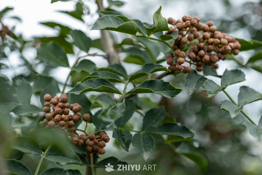 网红火车道打卡 4
