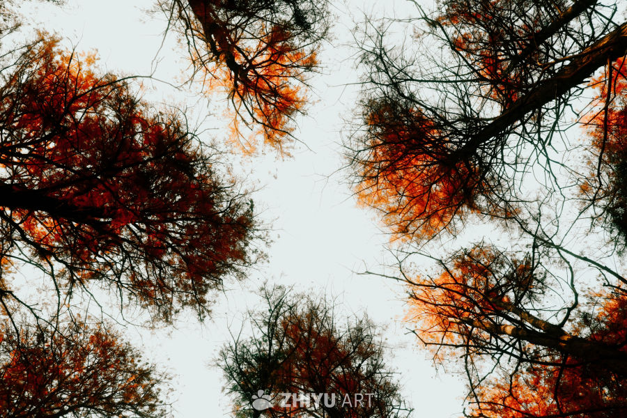 秋日仰望：红叶与枝桠