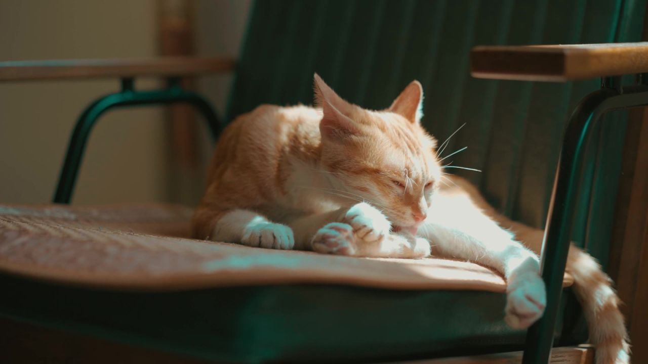 小橘猫