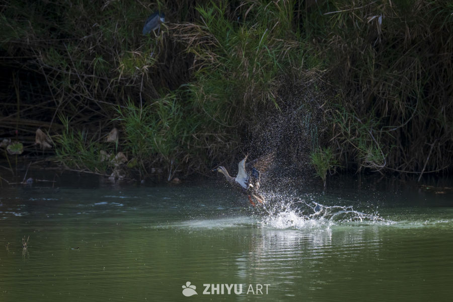 鸭子振翅飞出水面