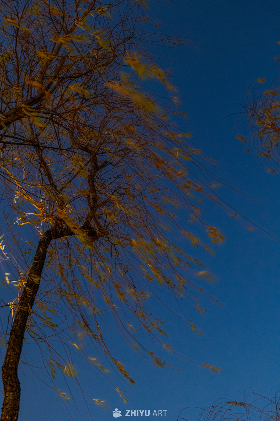 秋风中的柳树剪影