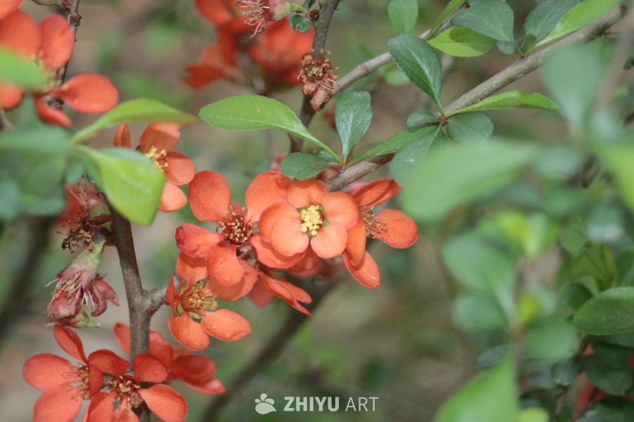 橙色花海：春天的生机