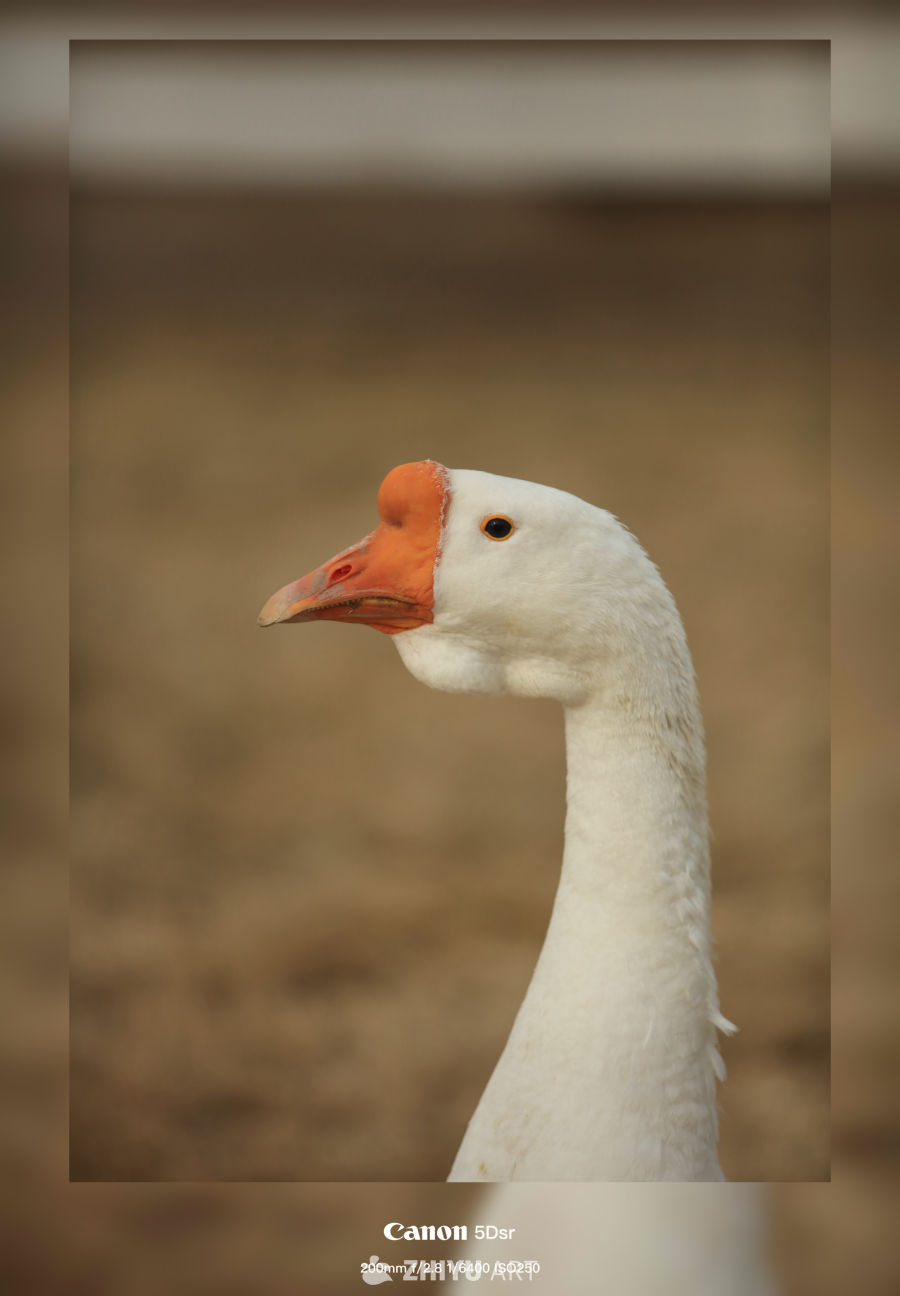 农村大白鹅的特写照片