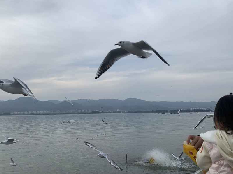 海鸥 14