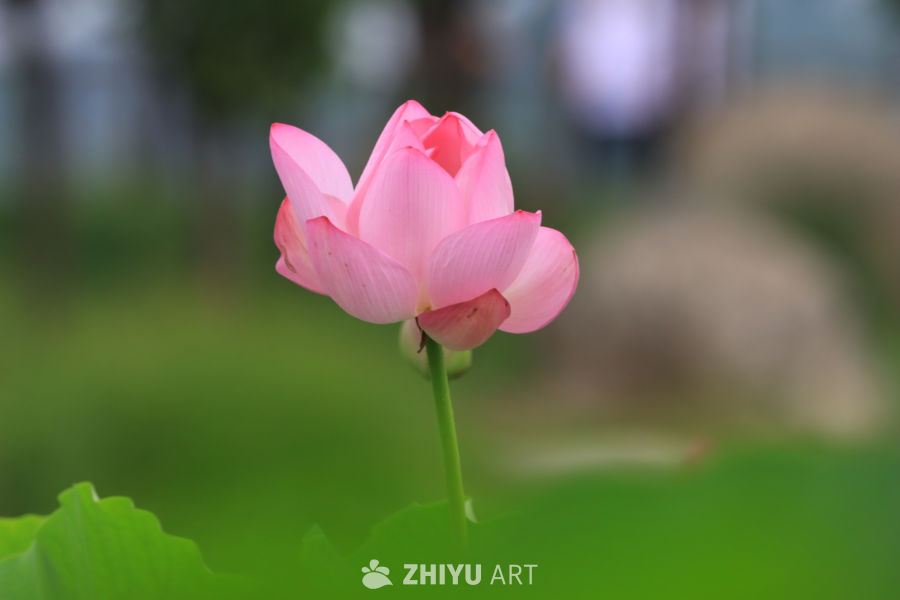 荷花 4