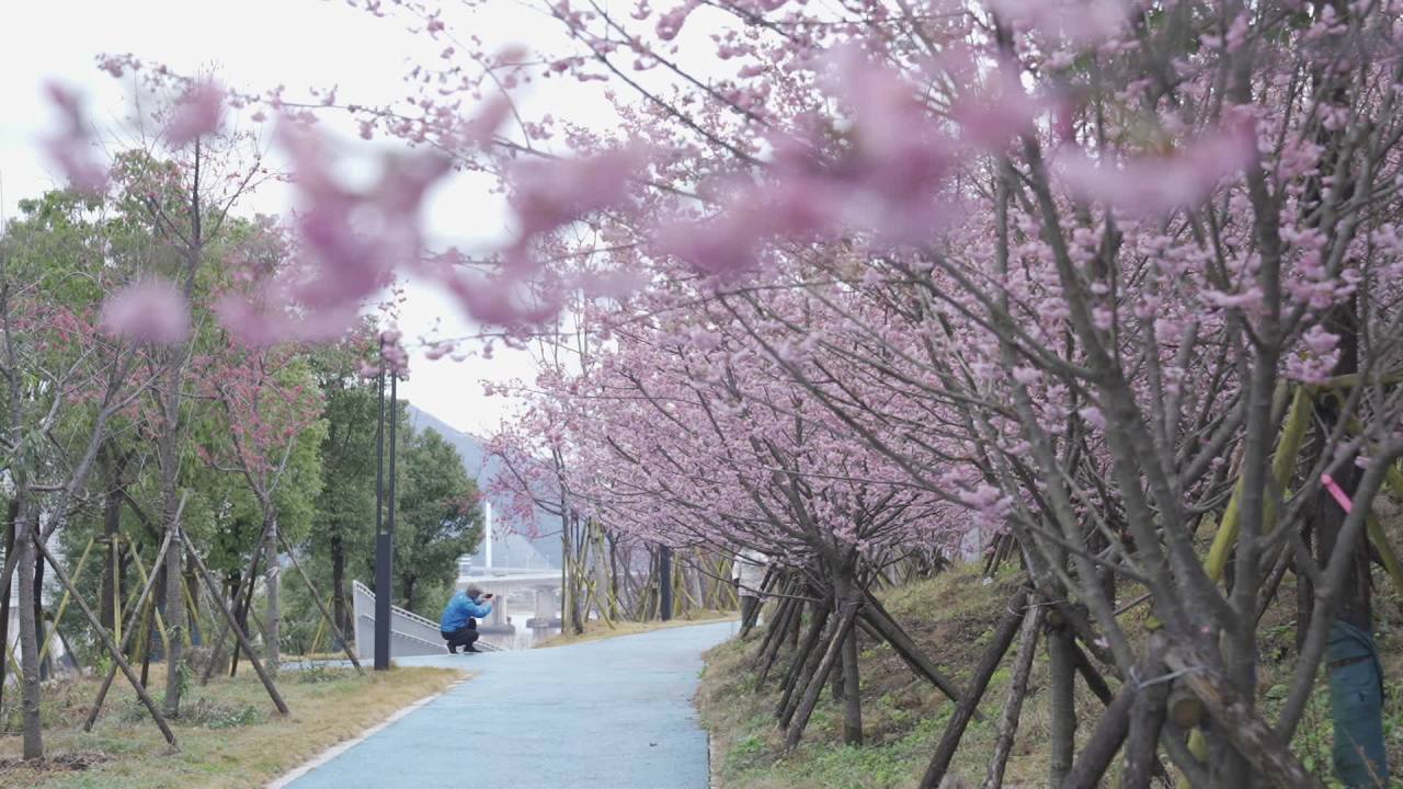 樱花下的漫步