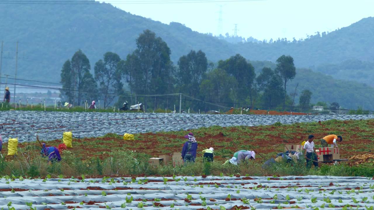 田野上的辛勤劳动