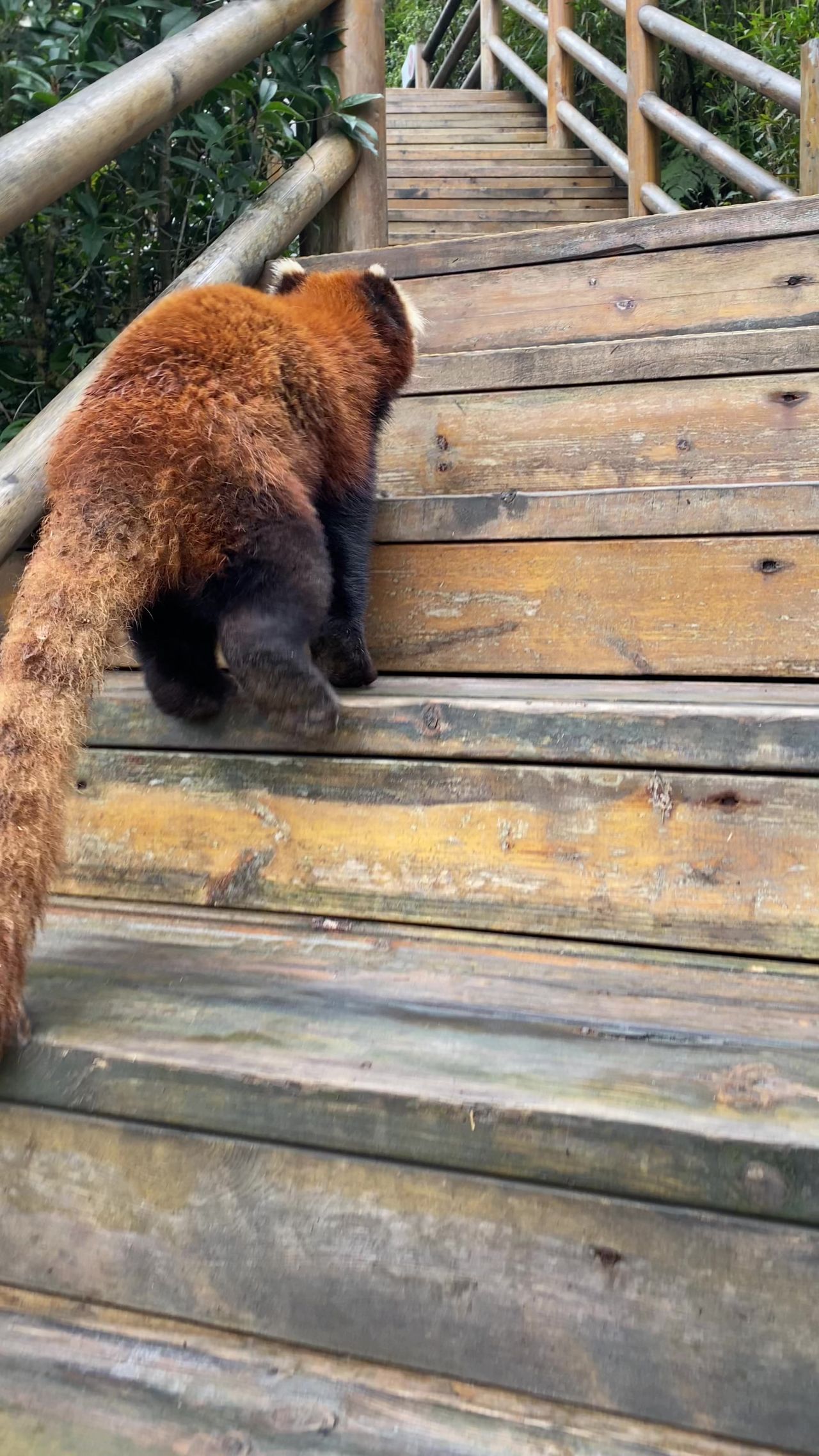 逃跑的小熊猫