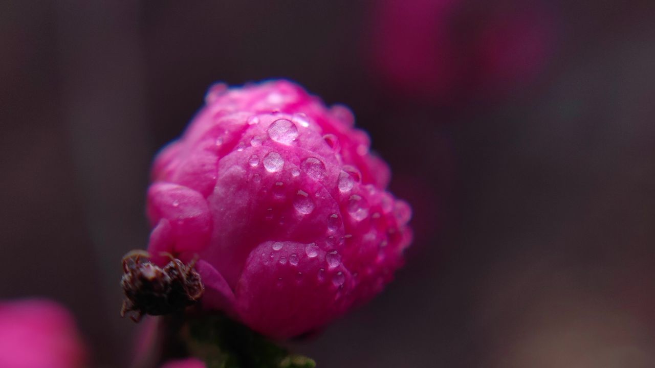 雨滴花朵