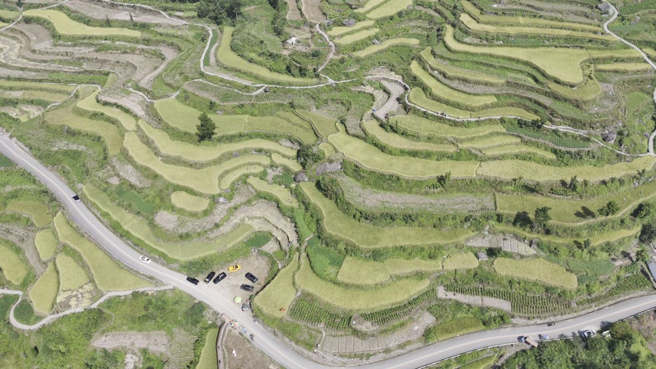 温州中雁荡山与梯田水稻 27