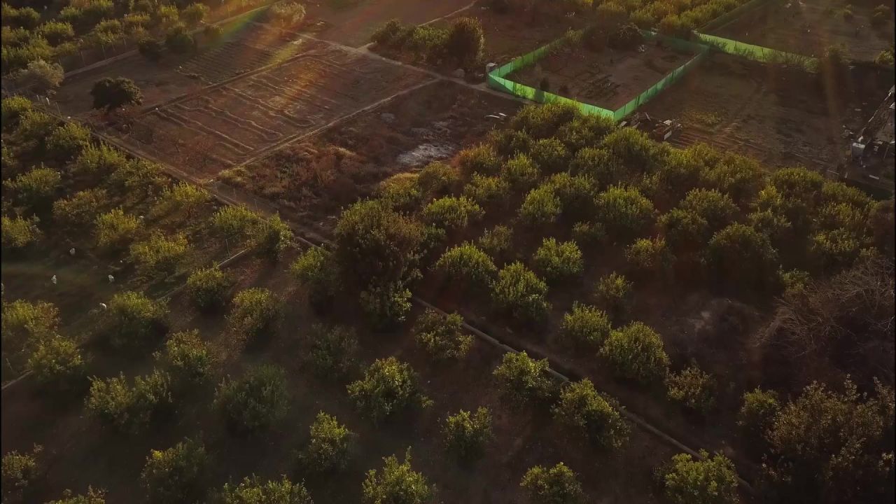 树韦尔塔穆尔西亚果园