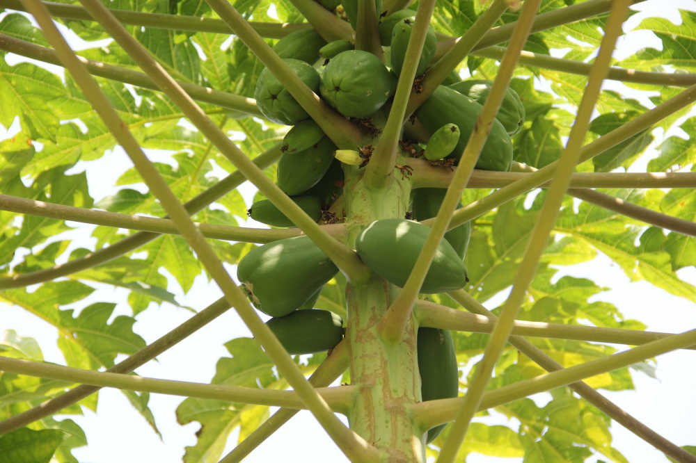 结满果实的番木瓜树
