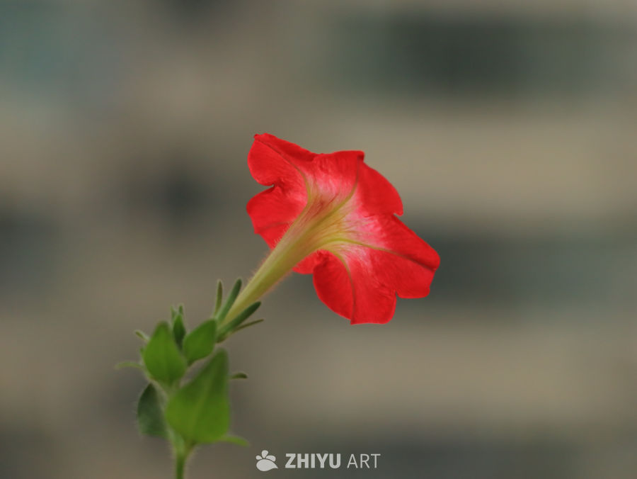 绽放的红花
