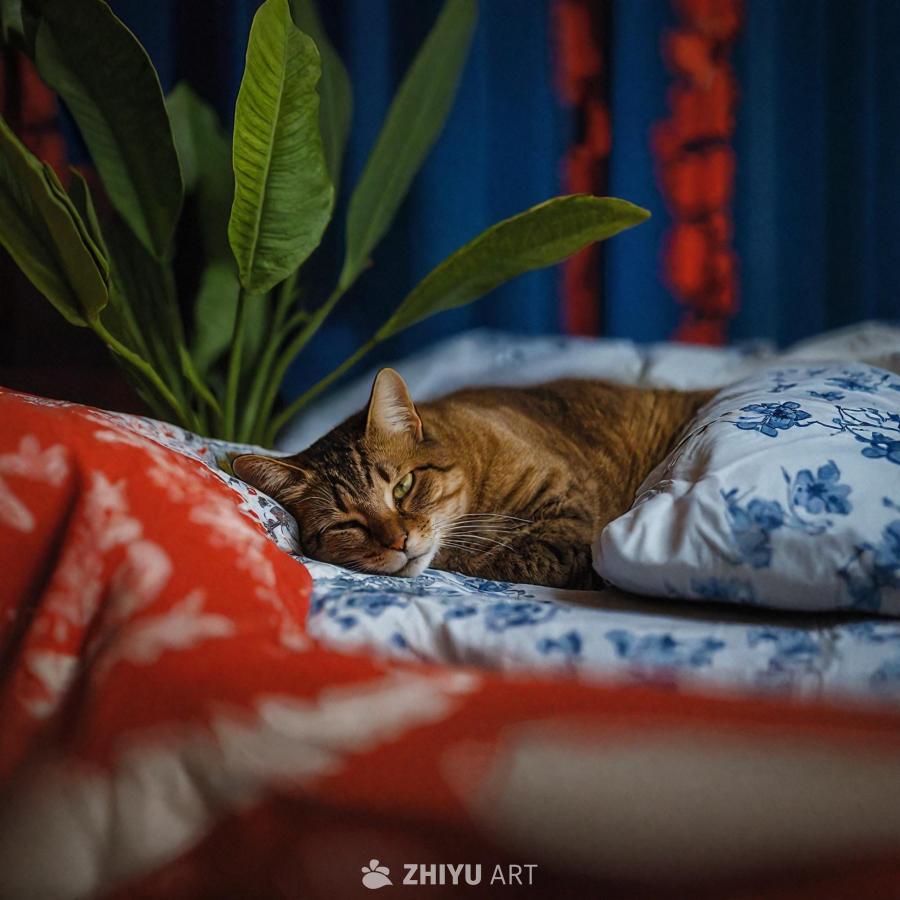 一只猫躺在一张床上，床单是白色的，盖着一条蓝色的毯