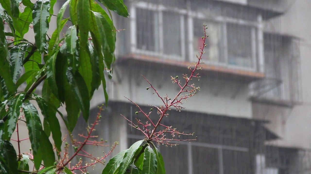 春雨芒果花三月