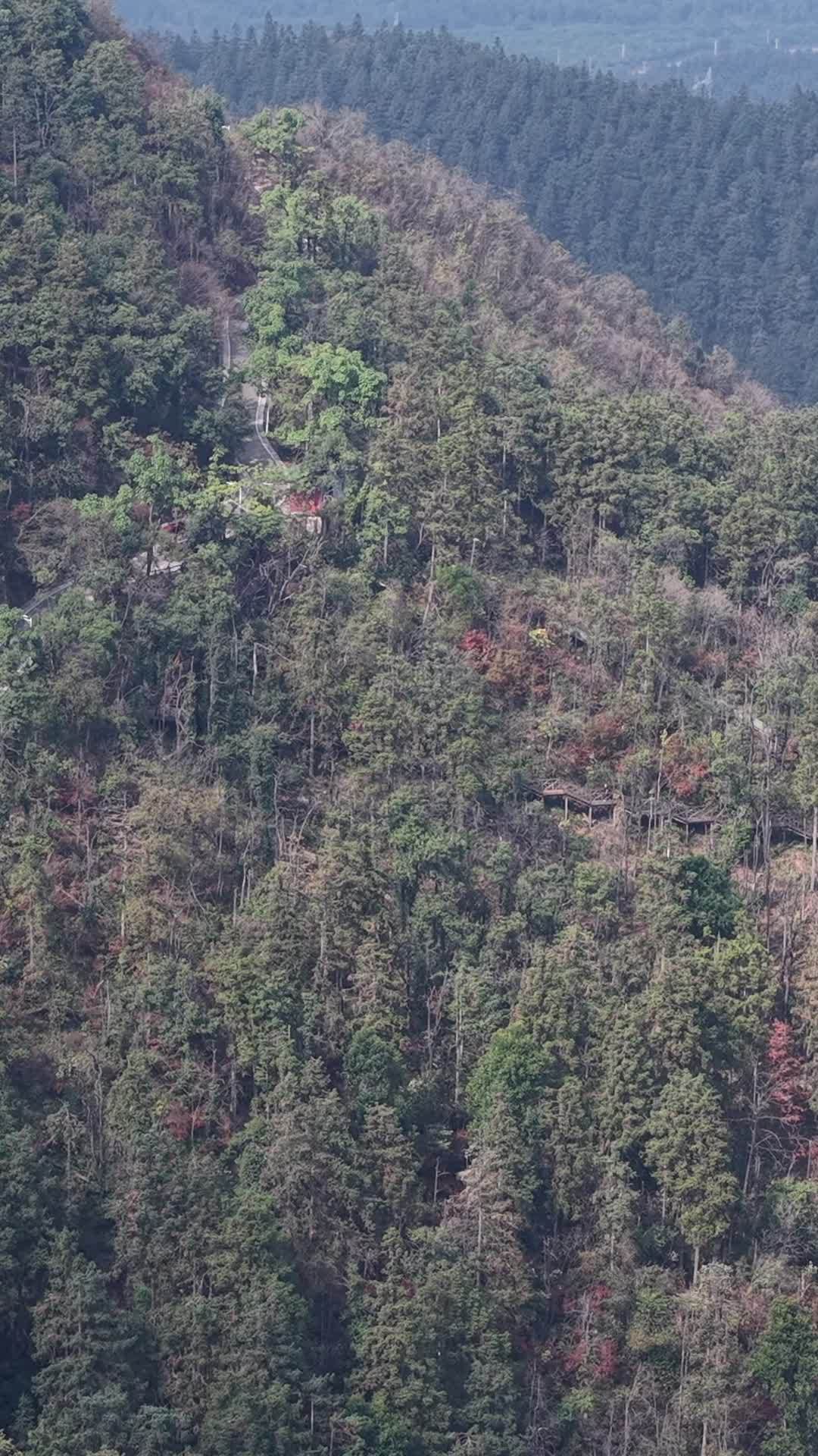 竖版航拍秋天森岭枯黄植物树枝树叶 (10)