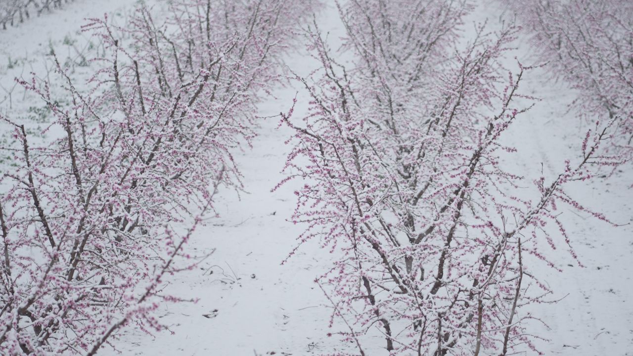 罕见的自然奇观 | 三月桃花雪