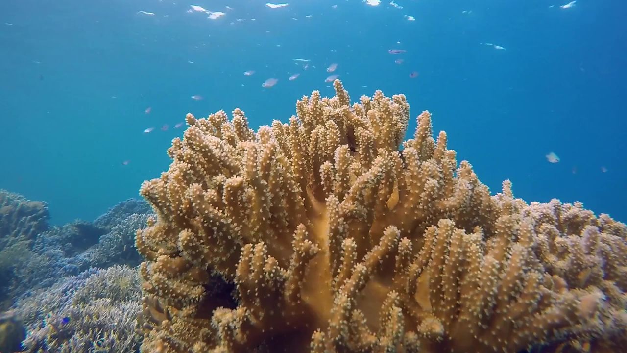 珊瑚海洋水下跳水
