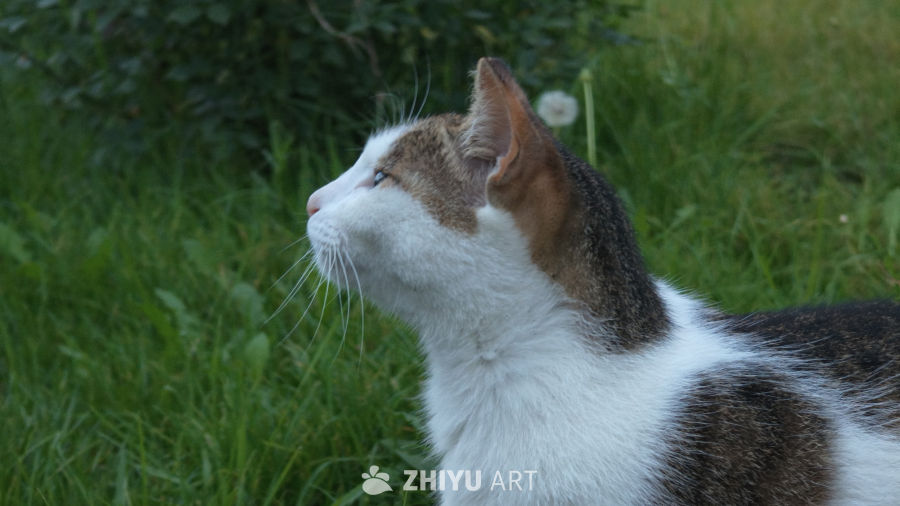 草丛里的猫咪