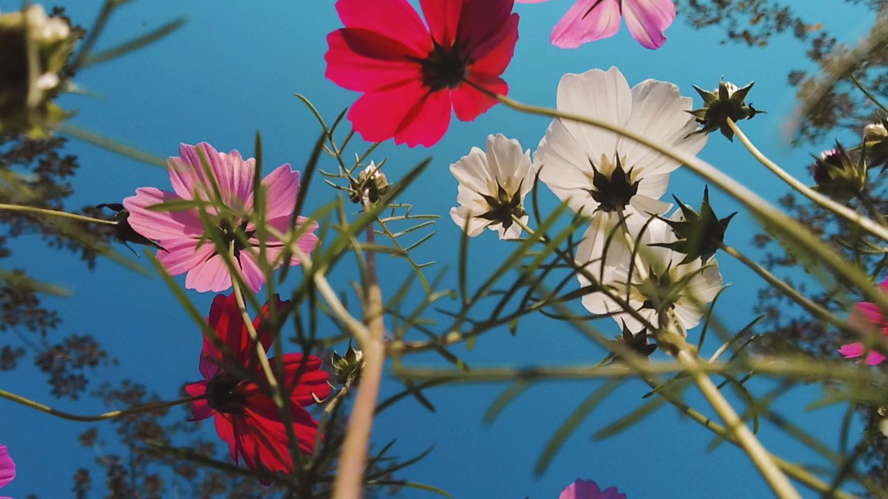 花草视角