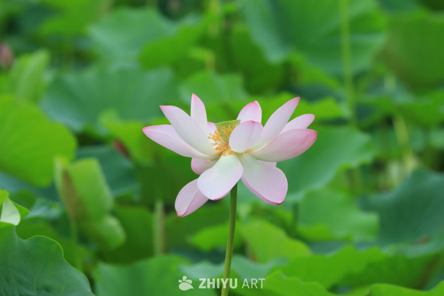 荷花 19