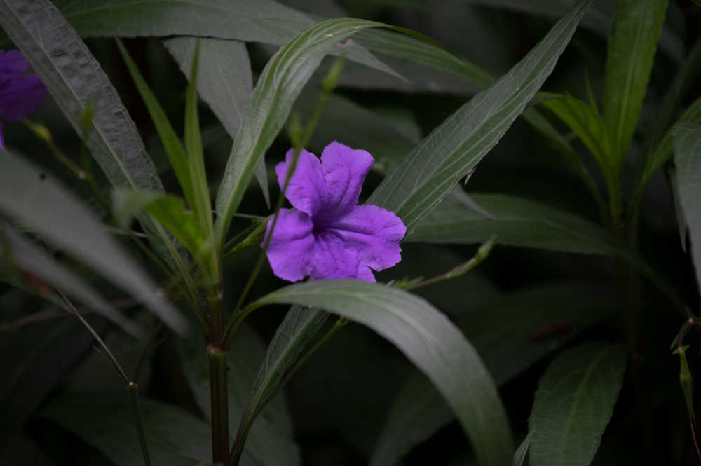 紫色的小花朵