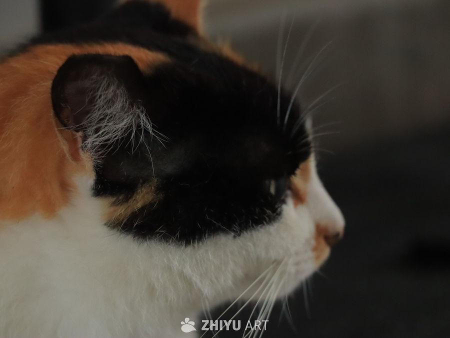 三色猫的侧脸特写