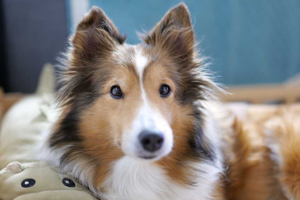 喜乐蒂牧羊犬