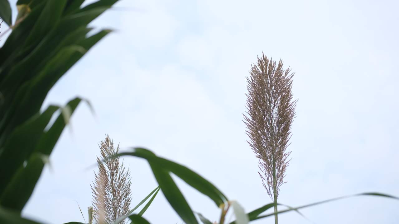 【实拍样片】富士X-T30 Mark II相机实拍原片视频 13