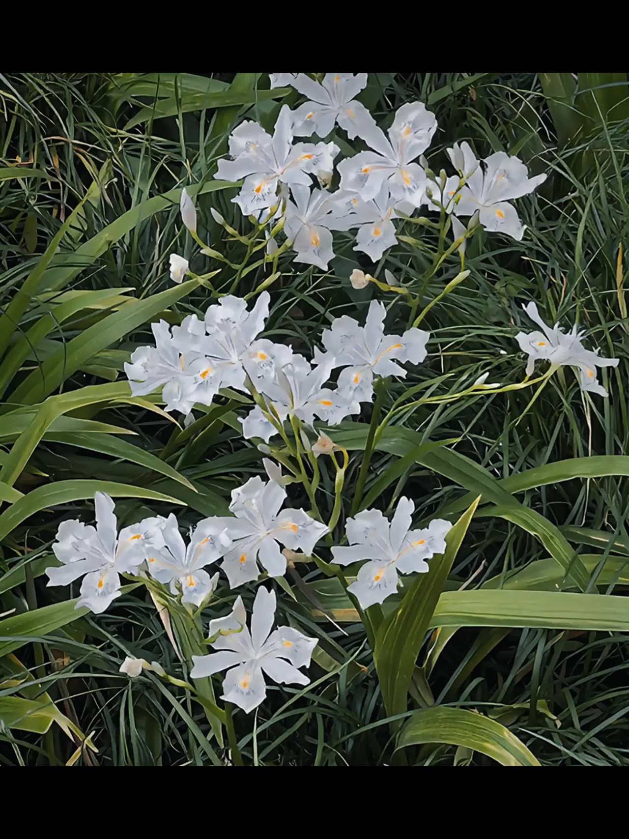 白蝶花盛开