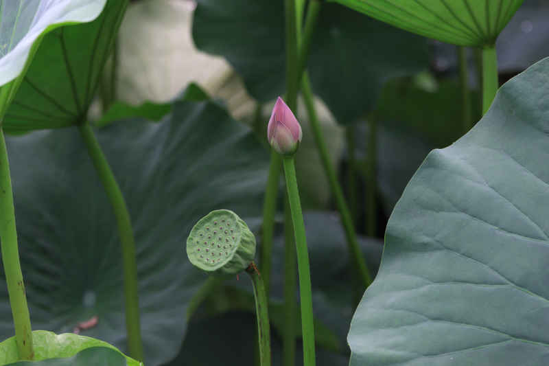 荷花 16