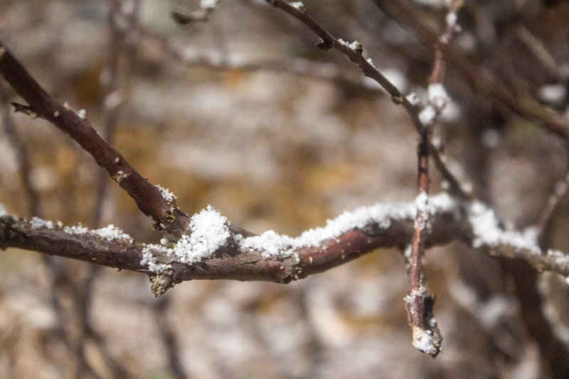 细雪压枝头