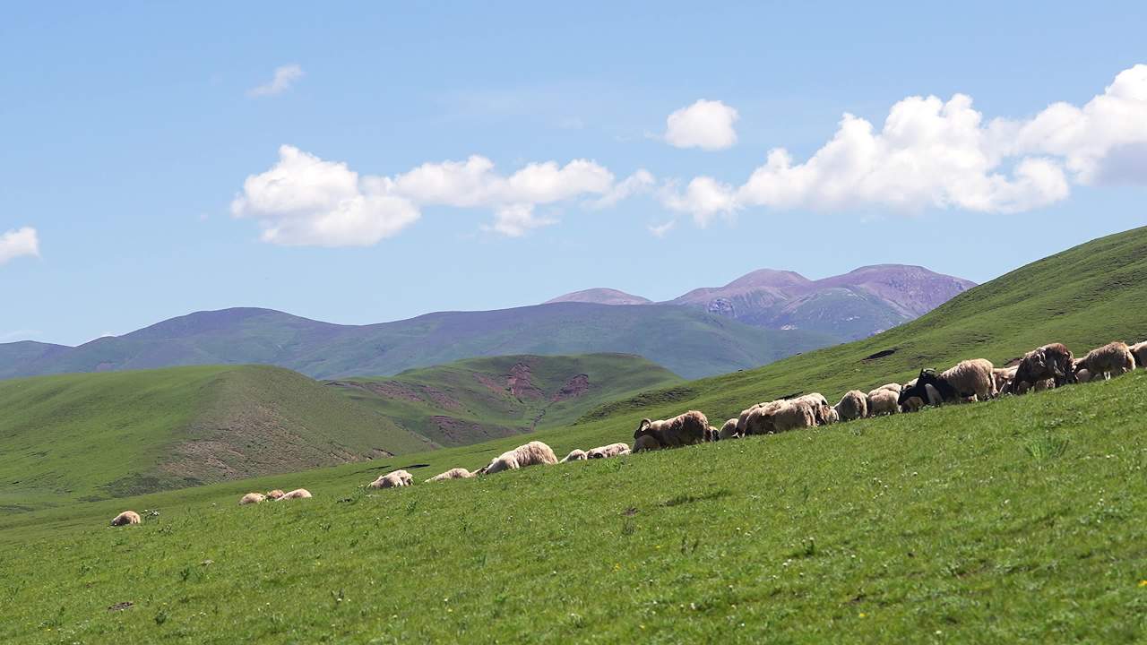 牛羊群在绿色草原悠然放牧