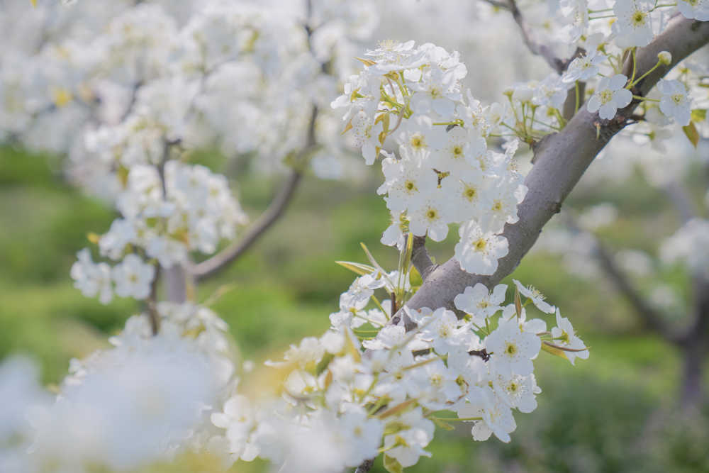 千树万树梨花开